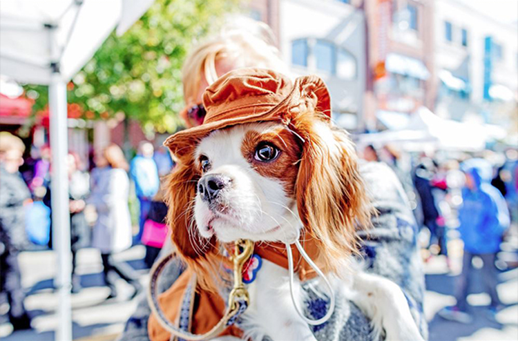 Halloween Pet Parade and Fall Festival Easton Town Center Columbus, OH