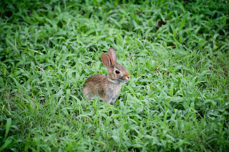 Akron/Canton Easter Events